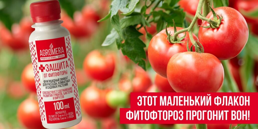 защита помидор от фитофторы