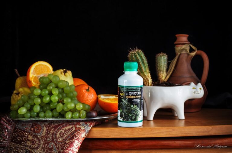 Правильный уход за фикусом: секреты здорового растения круглый год уход за фикусом в горшке