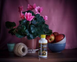 Как помочь растению прижиться в новом горшке: советы по пересадке комнатных цветов