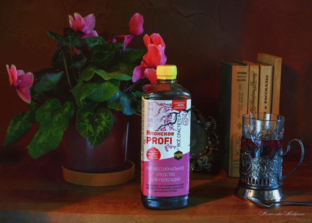 Оптимальные условия для роста и развития фиалок зимой